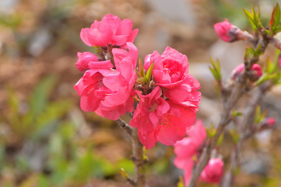 DSC_3332.JPG