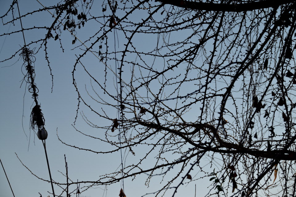 DSC_1421.JPG