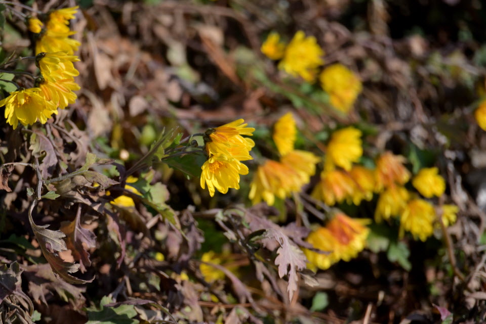DSC_1413.JPG