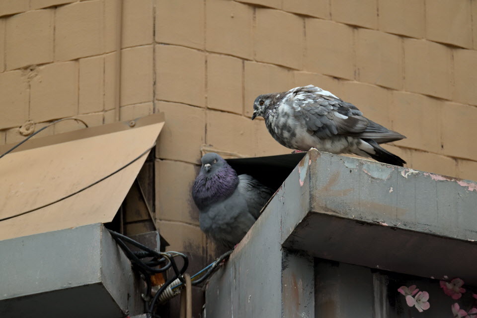 DSC_1294.JPG