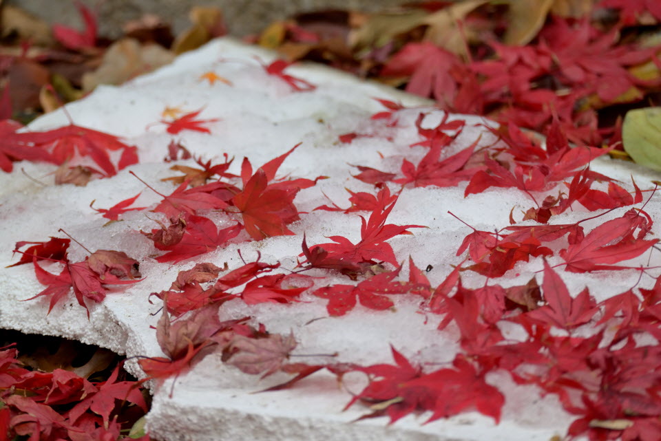DSC_1277.JPG