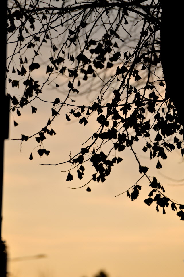 DSC_1387.JPG