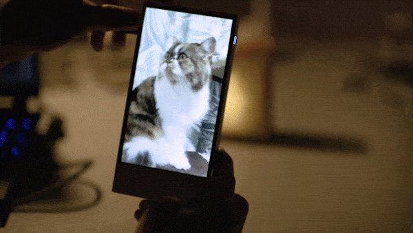c-Cat-by-Takashi-Yoshinga-iPhone-Cinematic-Video_3.gif