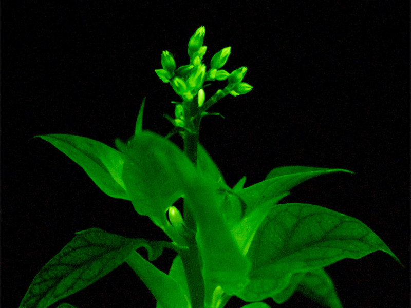 20240212-Bioluminescent_plant-light-bio.jpg