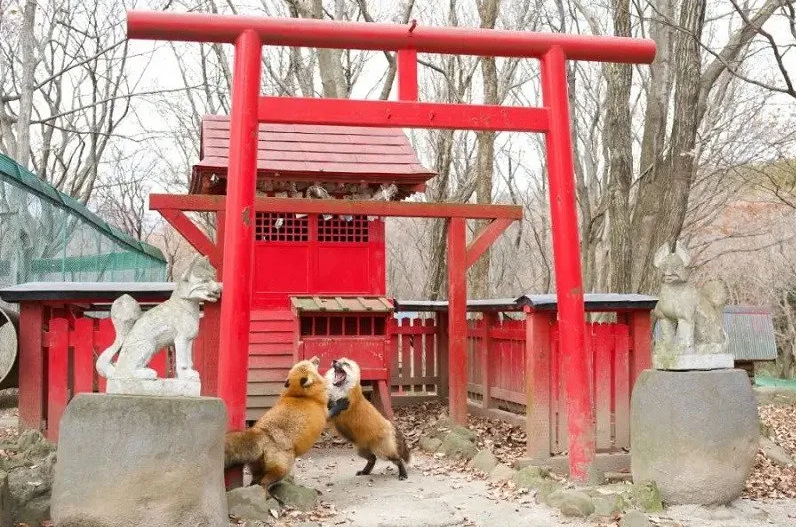 fox fight.PNG
