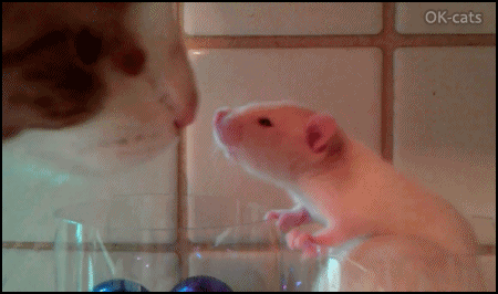 Captioned Cat GIF • Amazing Interspecies behavior Cute house rat giving Cat a little kiss They are in love.gif
