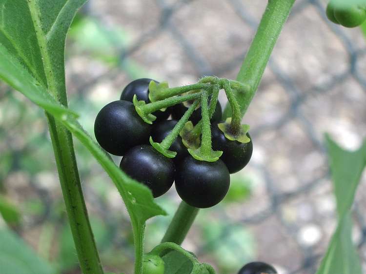 사본 -Solanum_nigrum_fruit_black (1).jpg