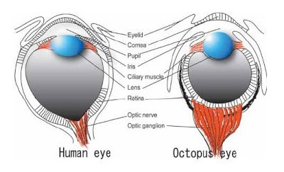 Ogura-et-al-2004-Octopus-and-Human-eyes.jpg