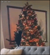 Funny Cat GIF • CATastrophe! Today our crazy cat killed our beautiful Xmas tree! RIP+.gif