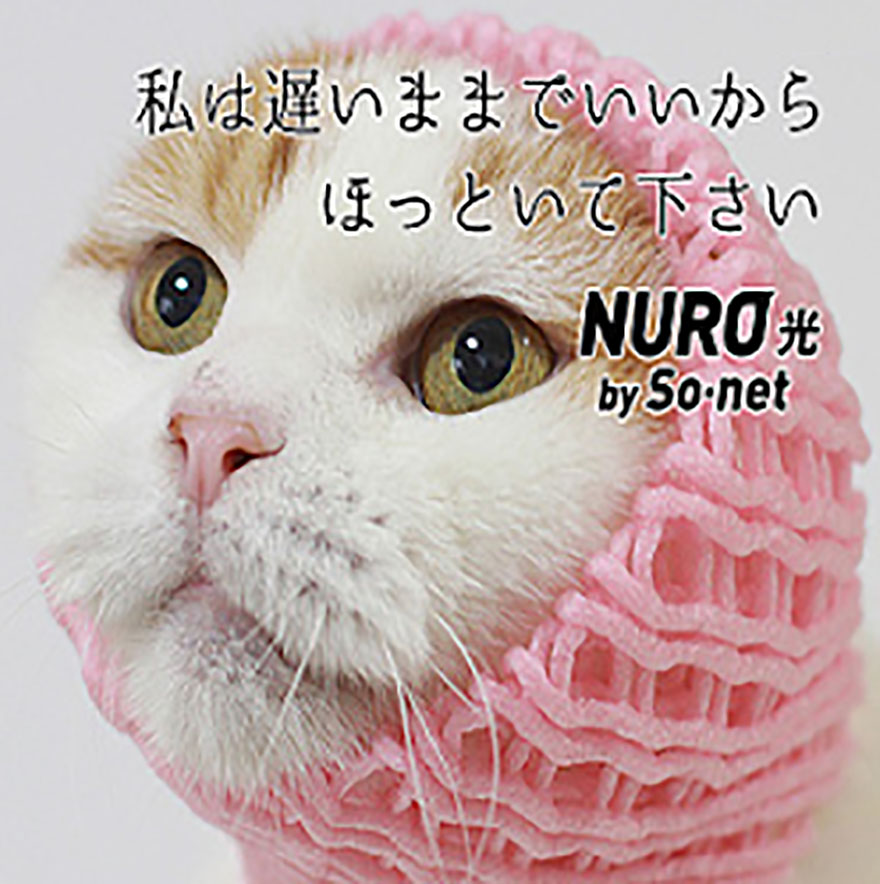 nuro-neko2.jpg