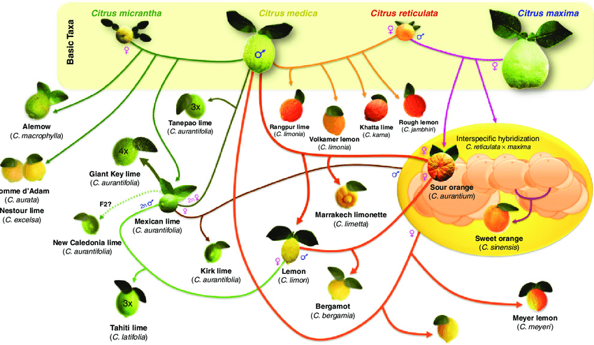 Origin-of-the-main-lime-and-lemon-varietal-sub-groups.png